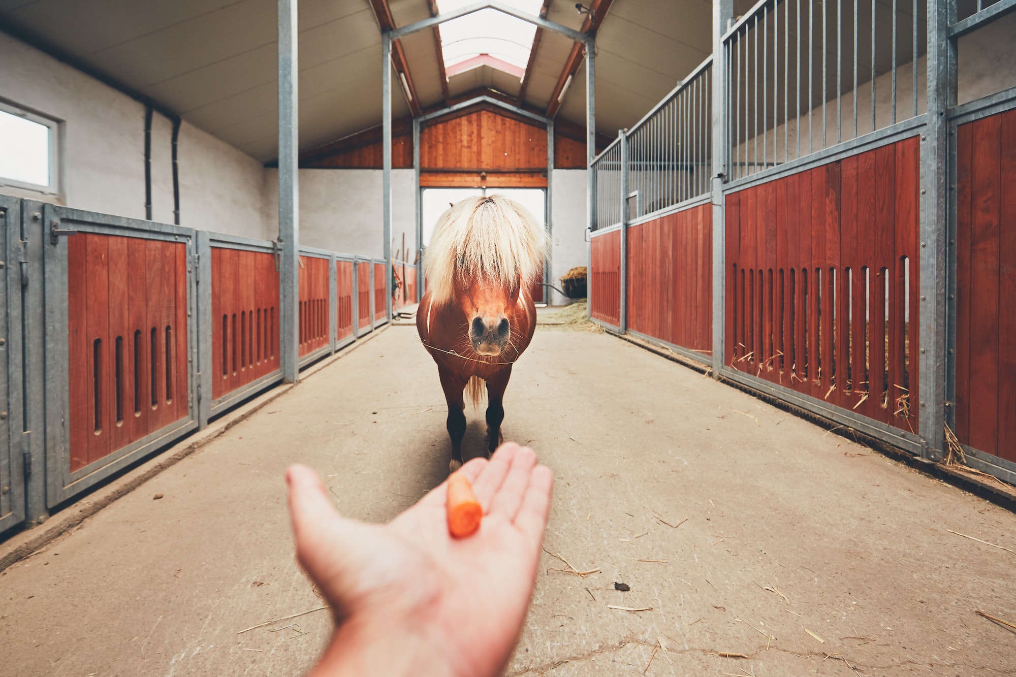 Miniature horse in the stable